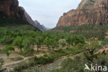 Zion National Park