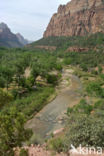 Zion National Park