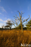 Zomereik (Quercus robur)