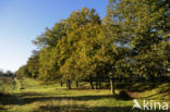 Zomereik (Quercus robur)