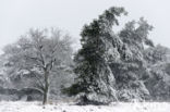 Common Oak