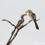 Southern Yellow-billed Hornbill (Tockus leucomelas)