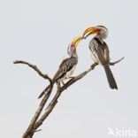 Southern Yellow-billed Hornbill (Tockus leucomelas)