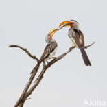 Southern Yellow-billed Hornbill (Tockus leucomelas)