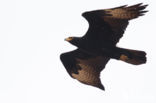 Zwarte Arend (Aquila verreauxii)