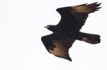 Verreaux s Eagle (Aquila verreauxii)