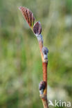 Zwarte els (Alnus glutinosa)