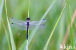 Zwarte heidelibel (Sympetrum danae)