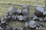 Black jelly drops (Bulgaria inquinans)