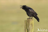 Zwarte Kraai (Corvus corone)