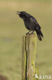 Zwarte Kraai (Corvus corone)