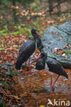 Zwarte Ooievaar (Ciconia nigra)