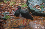 Zwarte Ooievaar (Ciconia nigra)