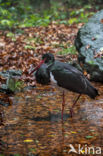 Zwarte Ooievaar (Ciconia nigra)