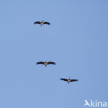 Black Stork (Ciconia nigra)