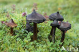 Zwartwordende wasplaat (Hygrocybe conica)