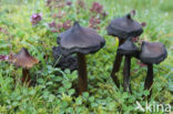 Blackening Waxcap (Hygrocybe conica)