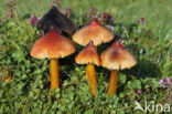 Zwartwordende wasplaat (Hygrocybe conica)