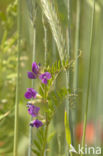 Aardaker (Lathyrus tuberosus)