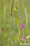 Aardaker (Lathyrus tuberosus)