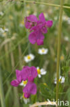 Tuberous Pea (Lathyrus tuberosus)