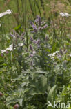 Spear Mint (Mentha spicata)