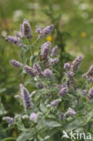 Spear Mint (Mentha spicata)