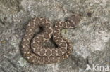 long-nosed viper (Vipera ammodytes)