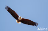 African fish eagle (Haliaeetus vocifer)