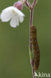 Agaatvlinder (Phlogophora meticulosa)