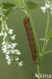 Agaatvlinder (Phlogophora meticulosa)