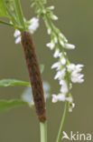 Agaatvlinder (Phlogophora meticulosa)