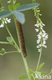 Agaatvlinder (Phlogophora meticulosa)