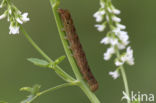 Agaatvlinder (Phlogophora meticulosa)