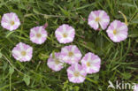 Field Bindweed (Convolvulus arvensis)