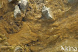 algae