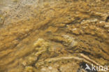 algae
