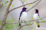 Amethistspreeuw (Cinnyricinclus leucogaster)