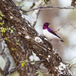 Amethistspreeuw (Cinnyricinclus leucogaster)