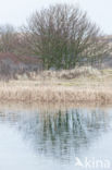 Amsterdamse waterleidingduinen