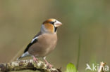 Appelvink (Coccothraustes coccothraustes)