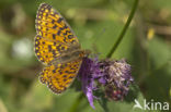 Argynnis aphirape