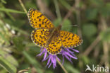 Argynnis aphirape