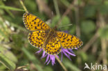 Argynnis aphirape