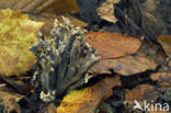 Cinereous Clavaria (Clavulina cinerea)