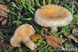 Baardige melkzwam (Lactarius torminosus)