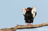 Bateleur