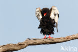 Bateleur