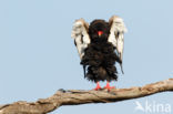 Bateleur