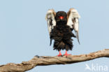 Bateleur